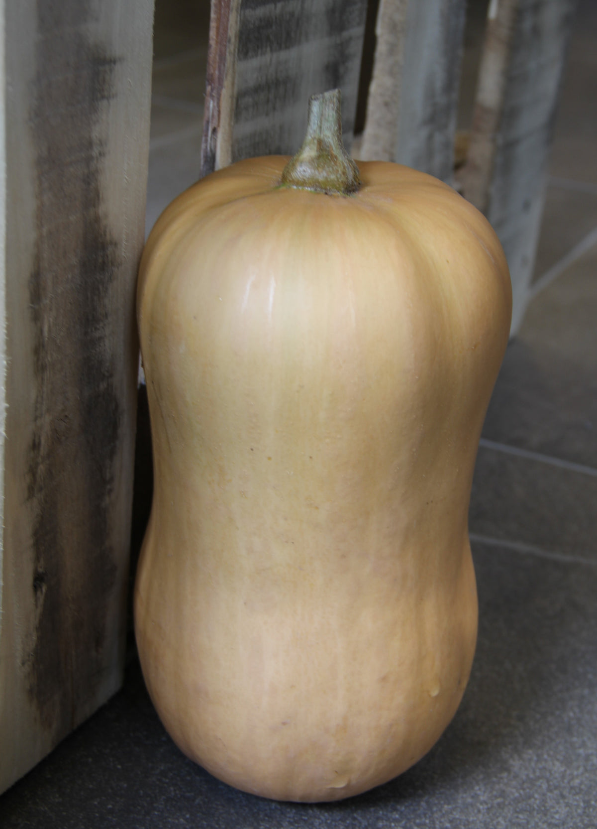 Kürbis Butternut