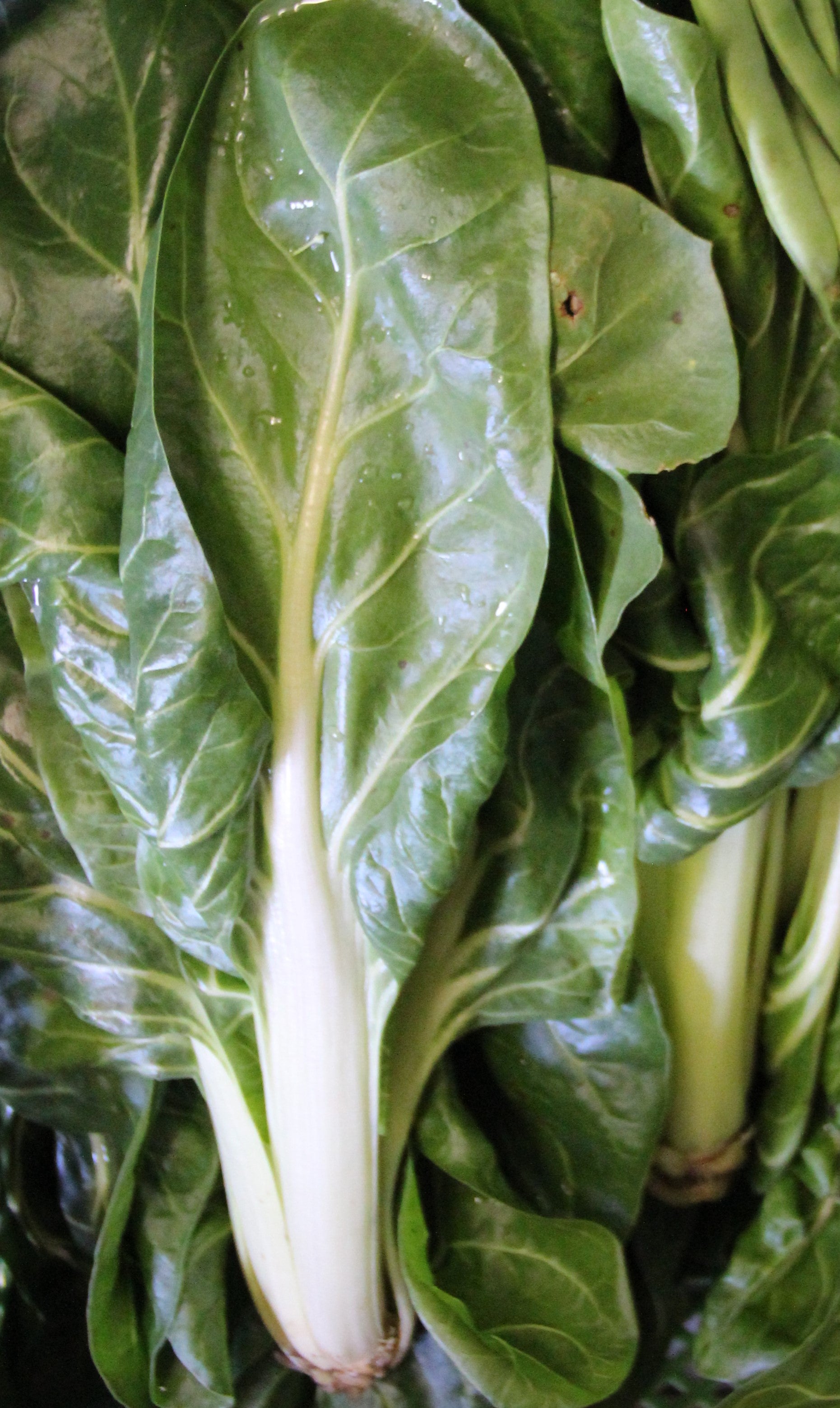 Pak Choi