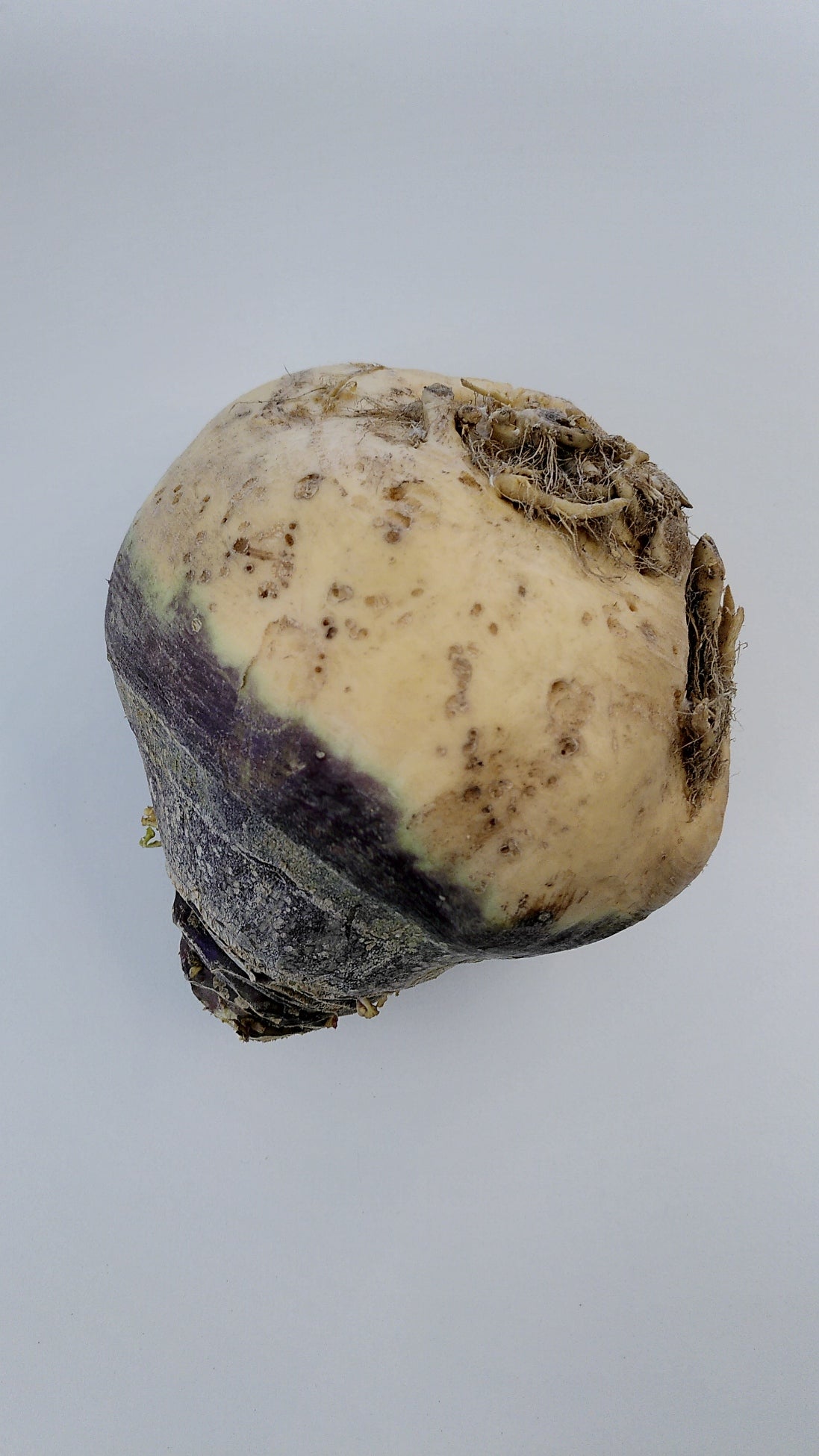 Kohlrübe (Winterkohlrabi)