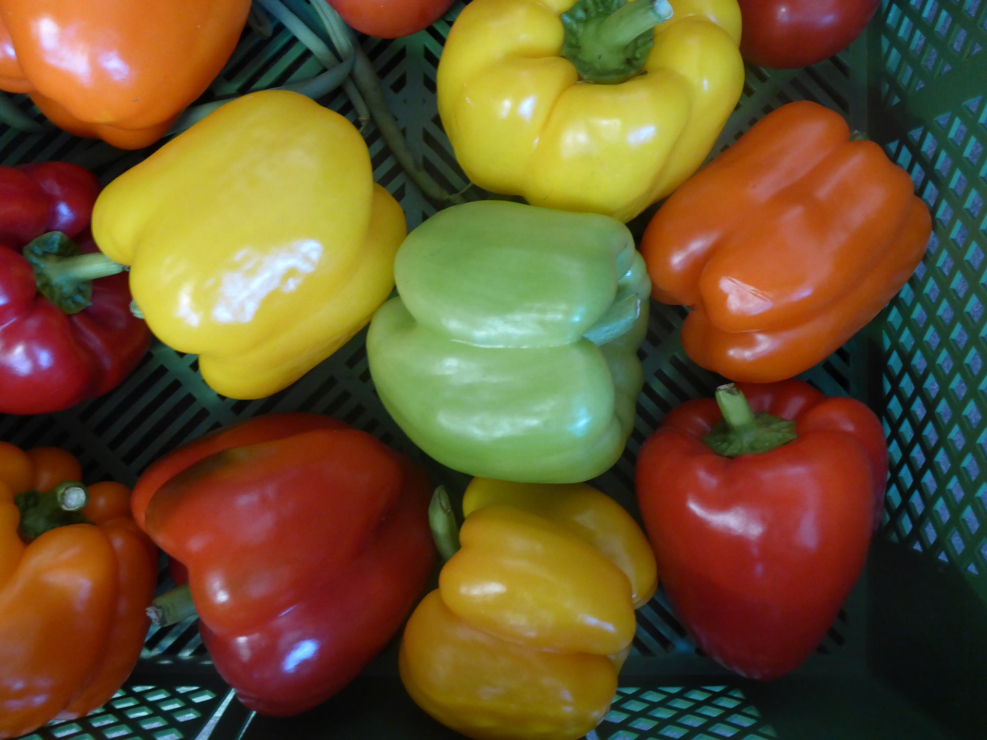 Paprika bunt
