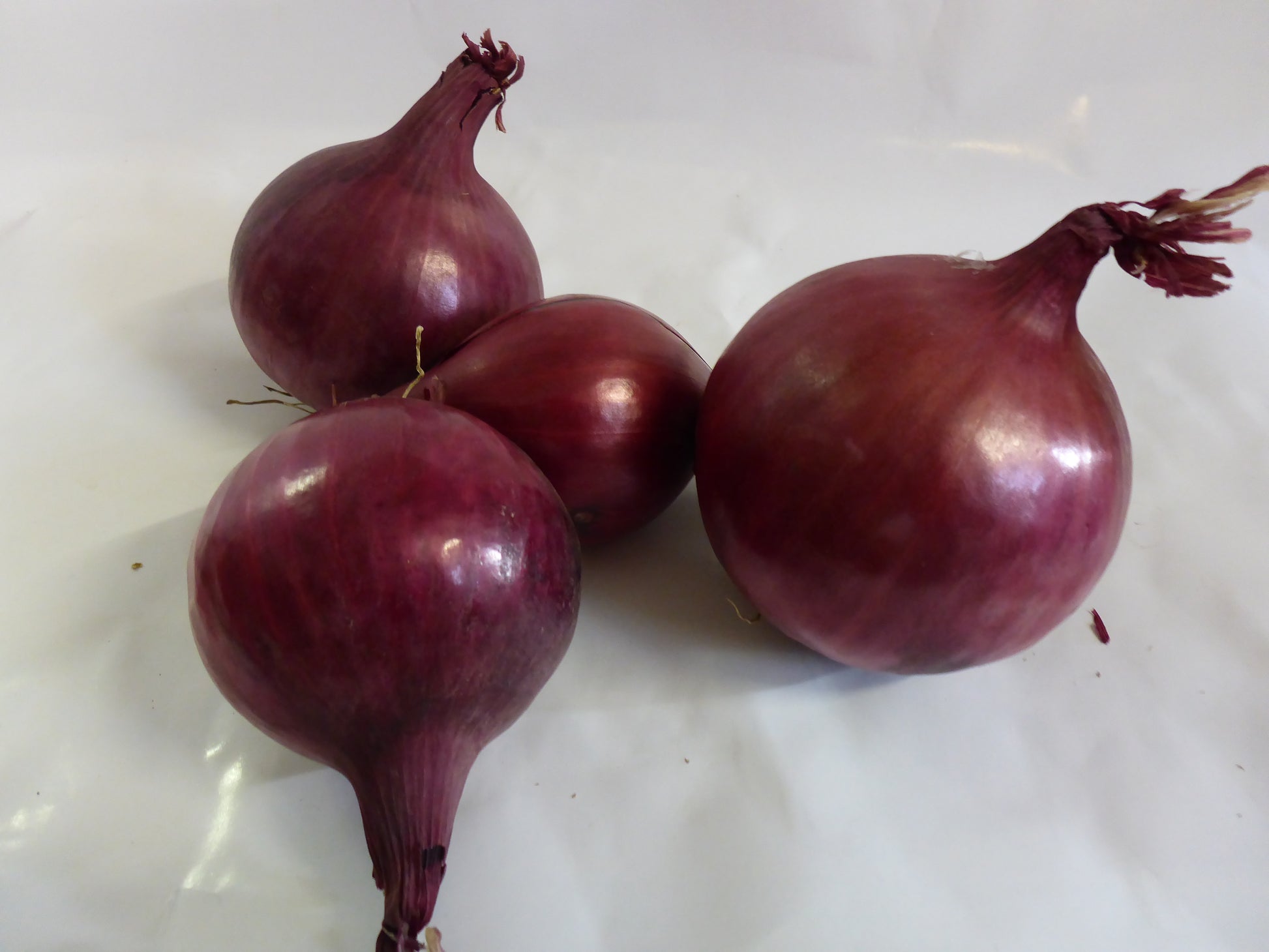 Zwiebel rot  0,5 kg