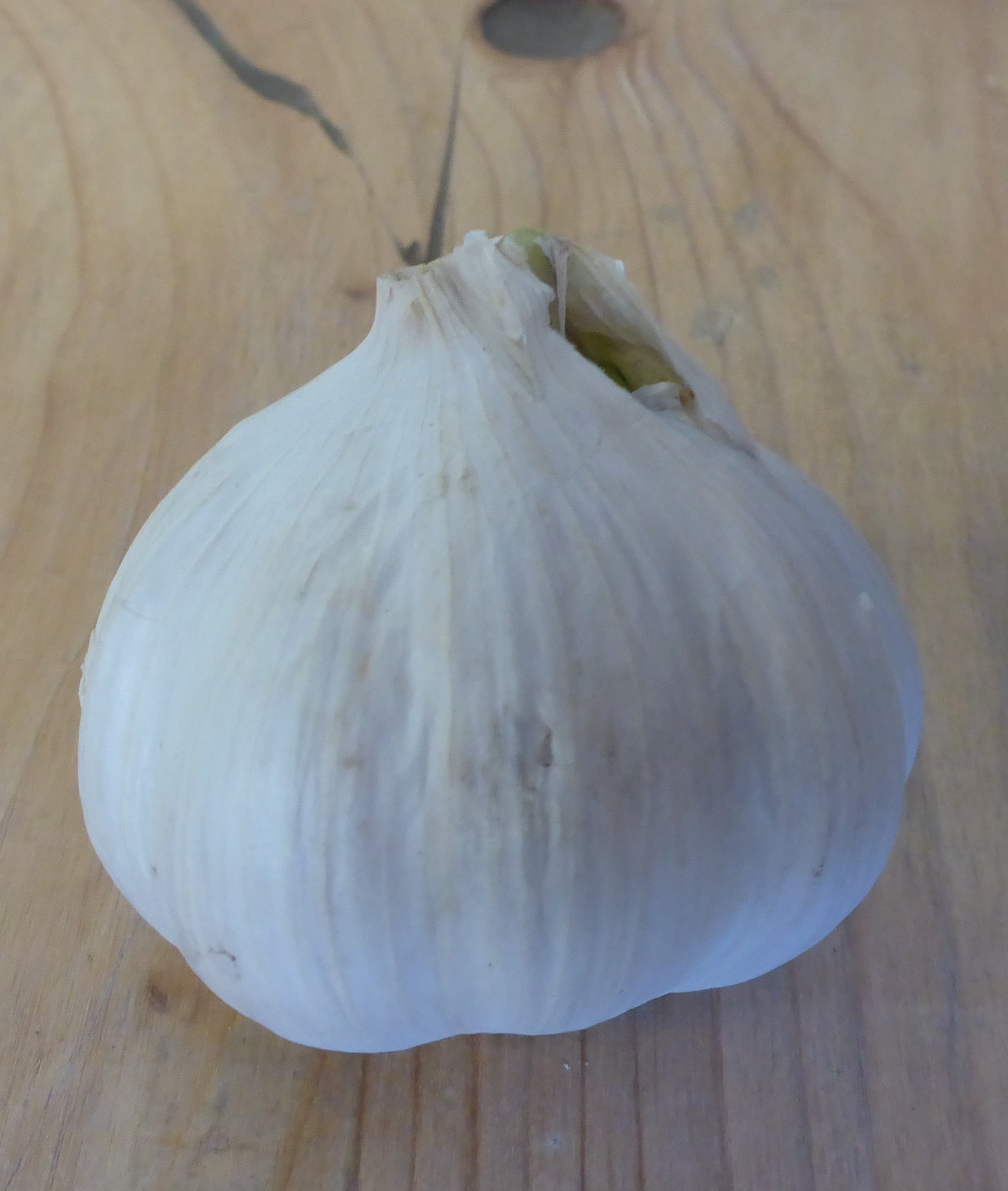 Knoblauch frisch