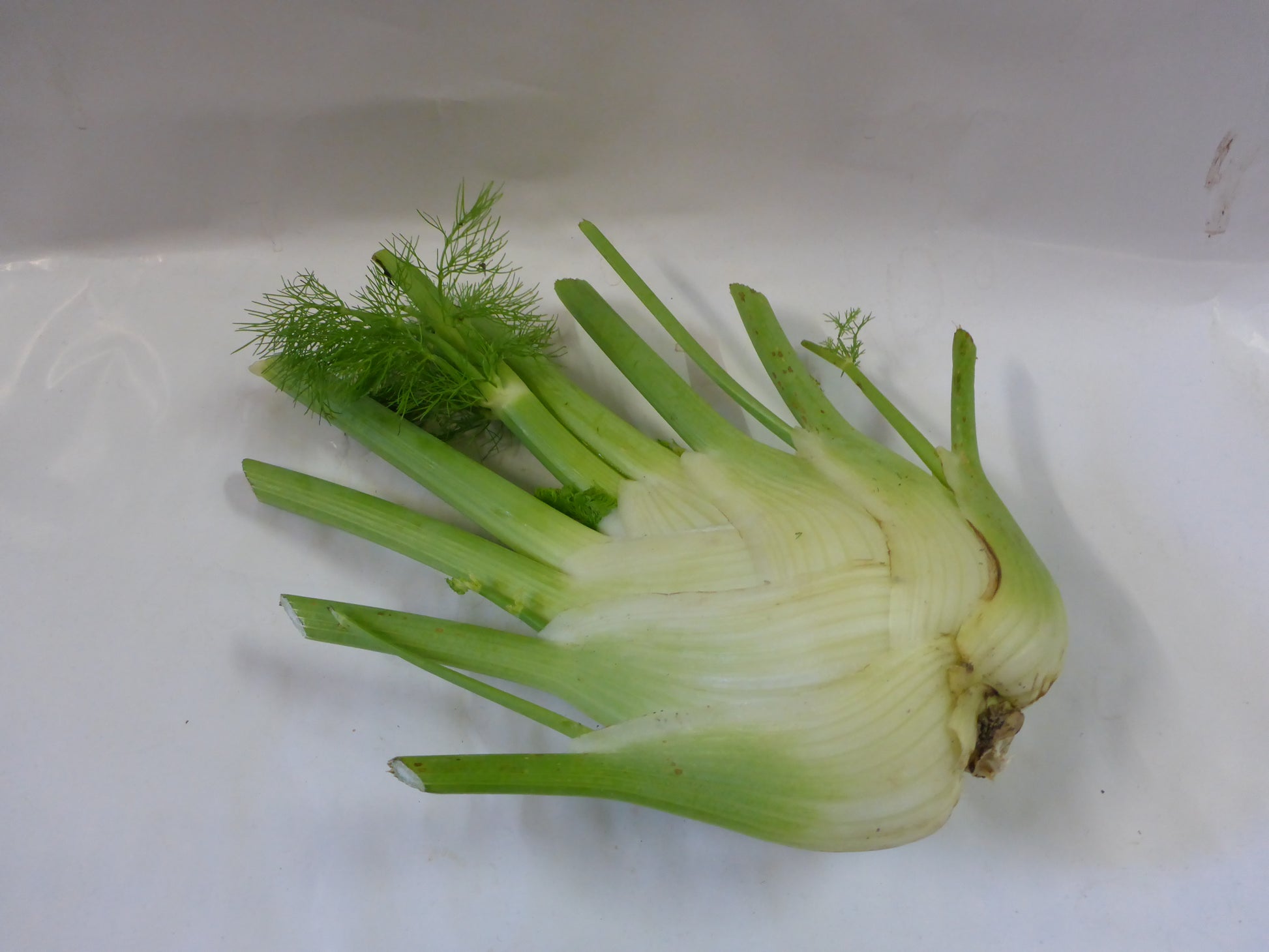 Fenchel