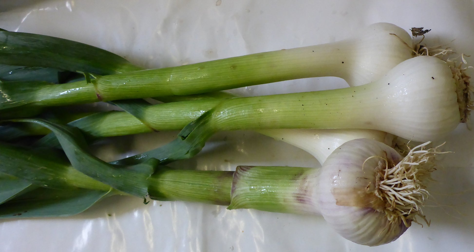 Bundknoblauch