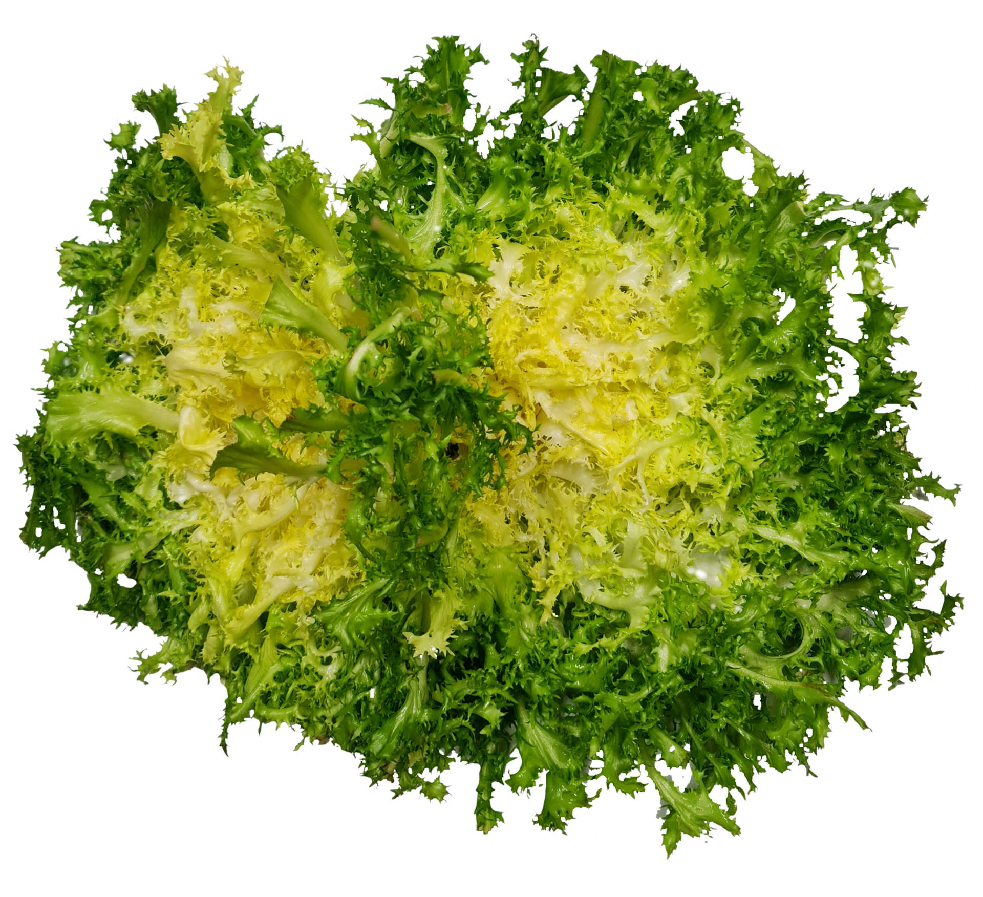 Salanova frisée rot/grün